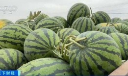 娱乐吃瓜香,吃瓜香背后的精彩故事